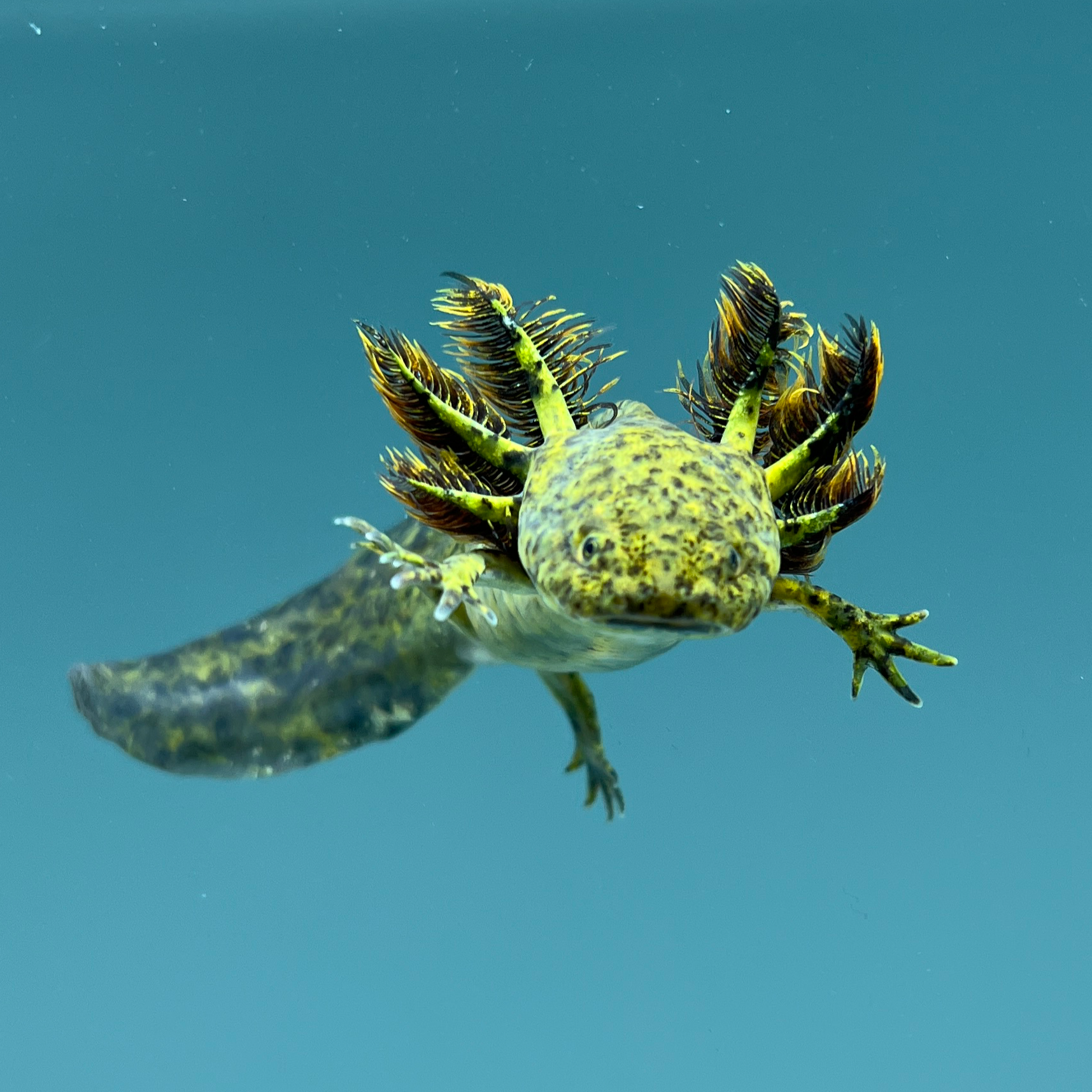 axolotl green