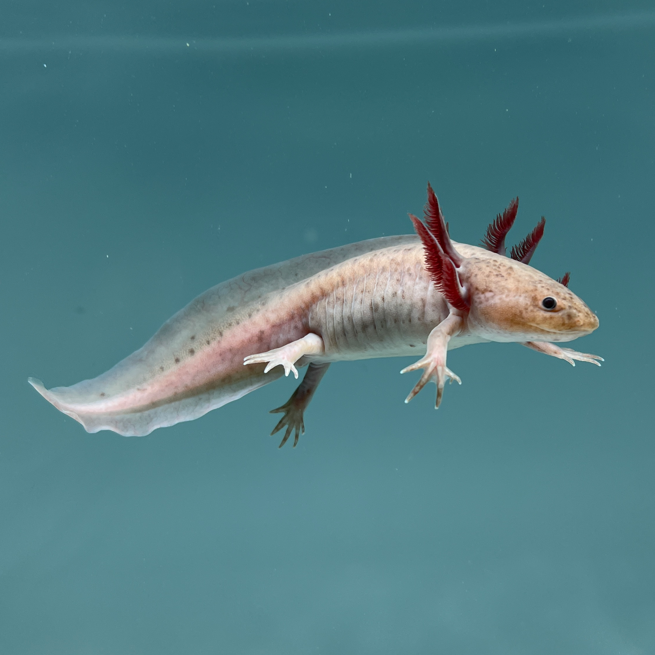 Melanoid Axanthic Copper Axolotl