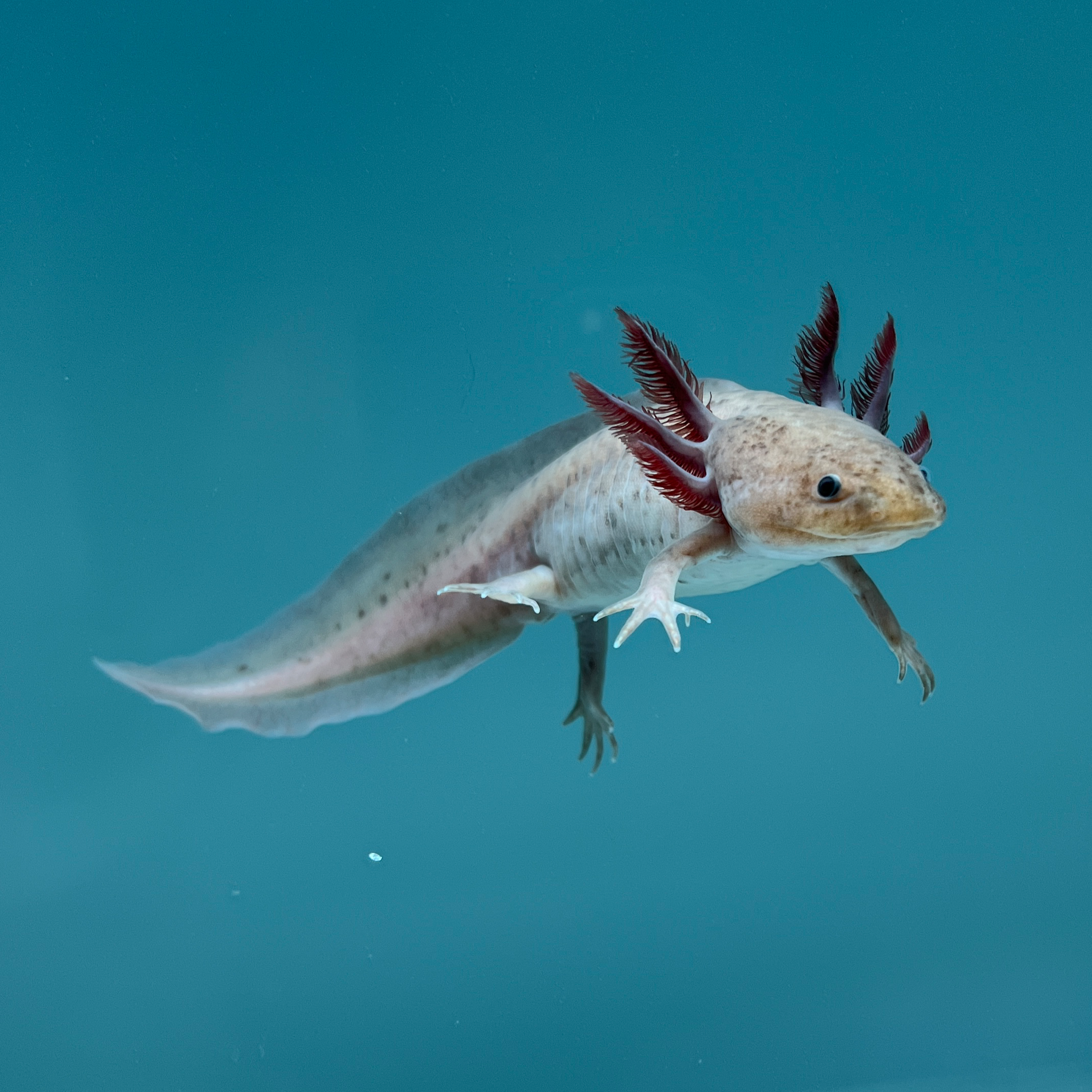 Melanoid Axanthic Copper Axolotl
