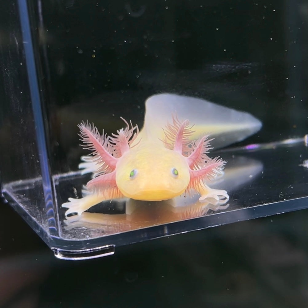 GFP Copper Melanoid Axolotl from Axolotl Planet