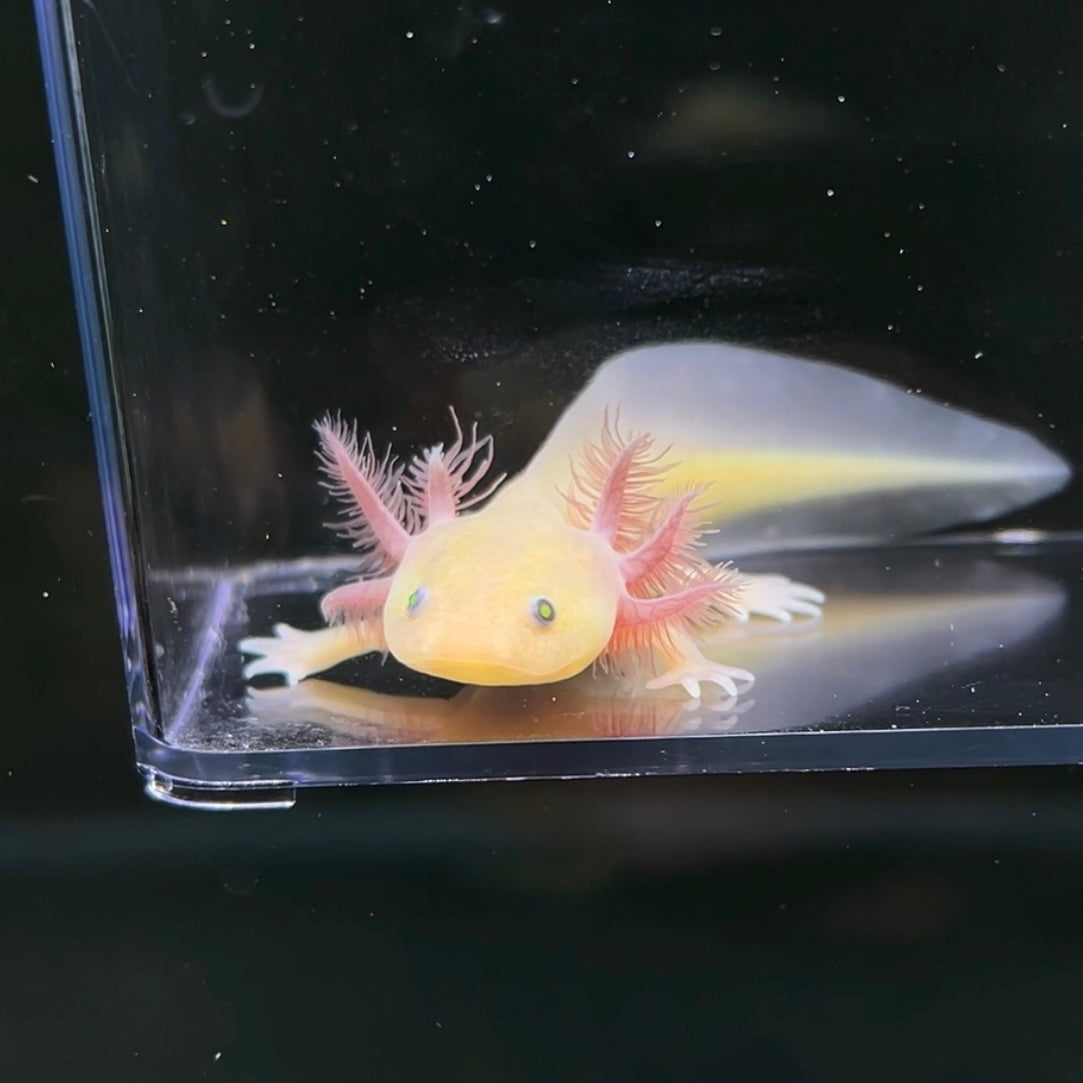 GFP Copper Melanoid Axolotl from Axolotl Planet