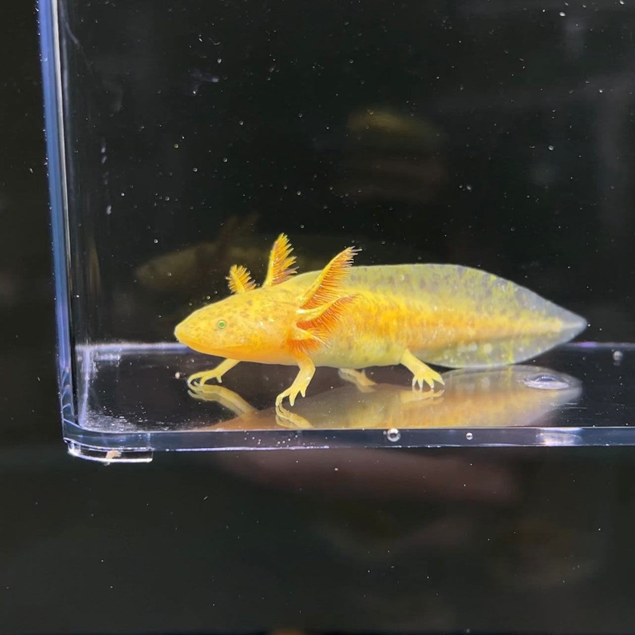 GFP Copper Axolotl from Axolotl Planet