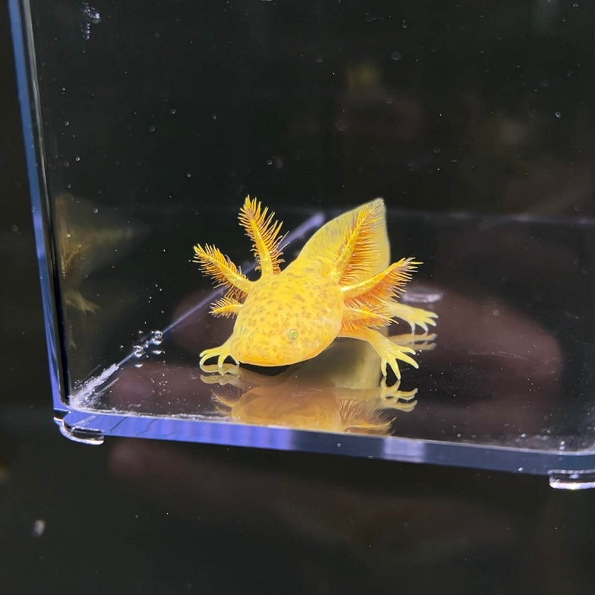 GFP Copper Axolotl from Axolotl Planet