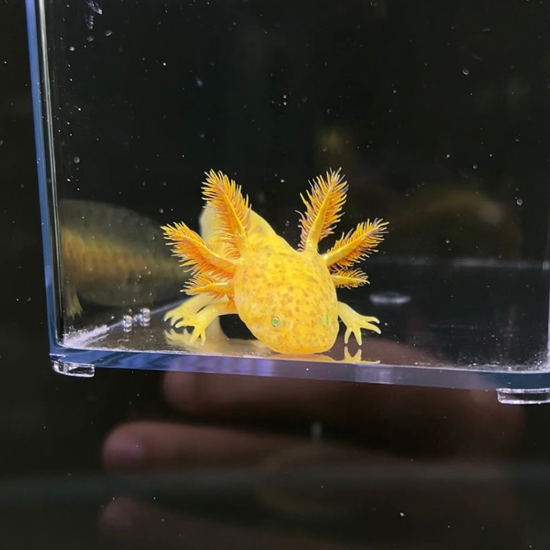 GFP Copper Axolotl from Axolotl Planet