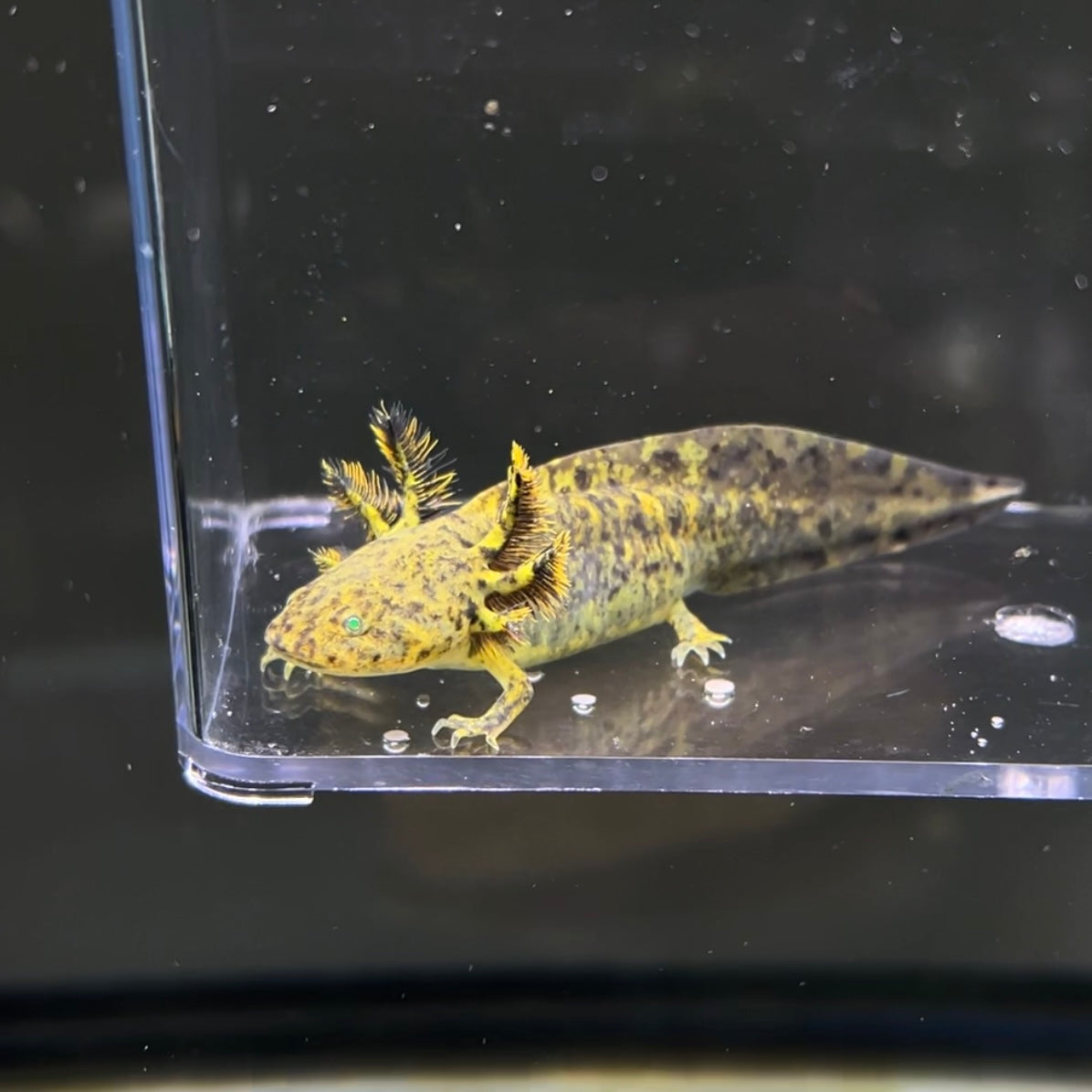 GFP Wild Type from Axolotl Planet