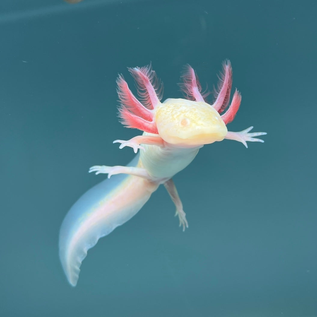 Albino Melanoid from Axolotl Planet