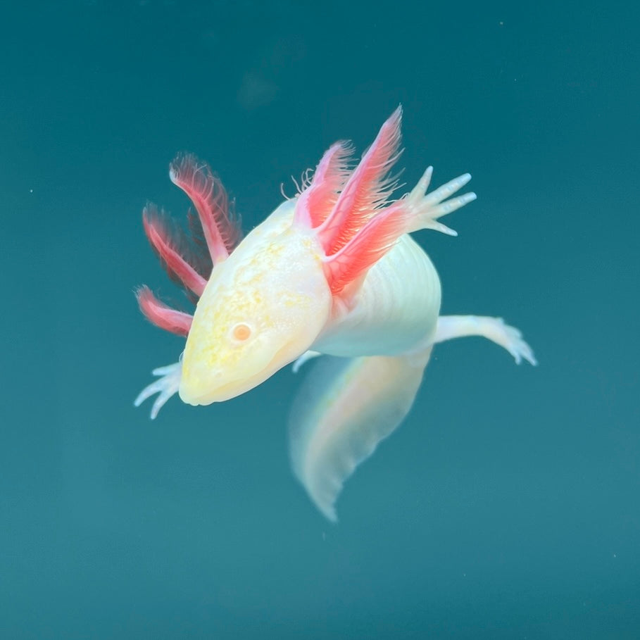 Albino Melanoid from Axolotl Planet