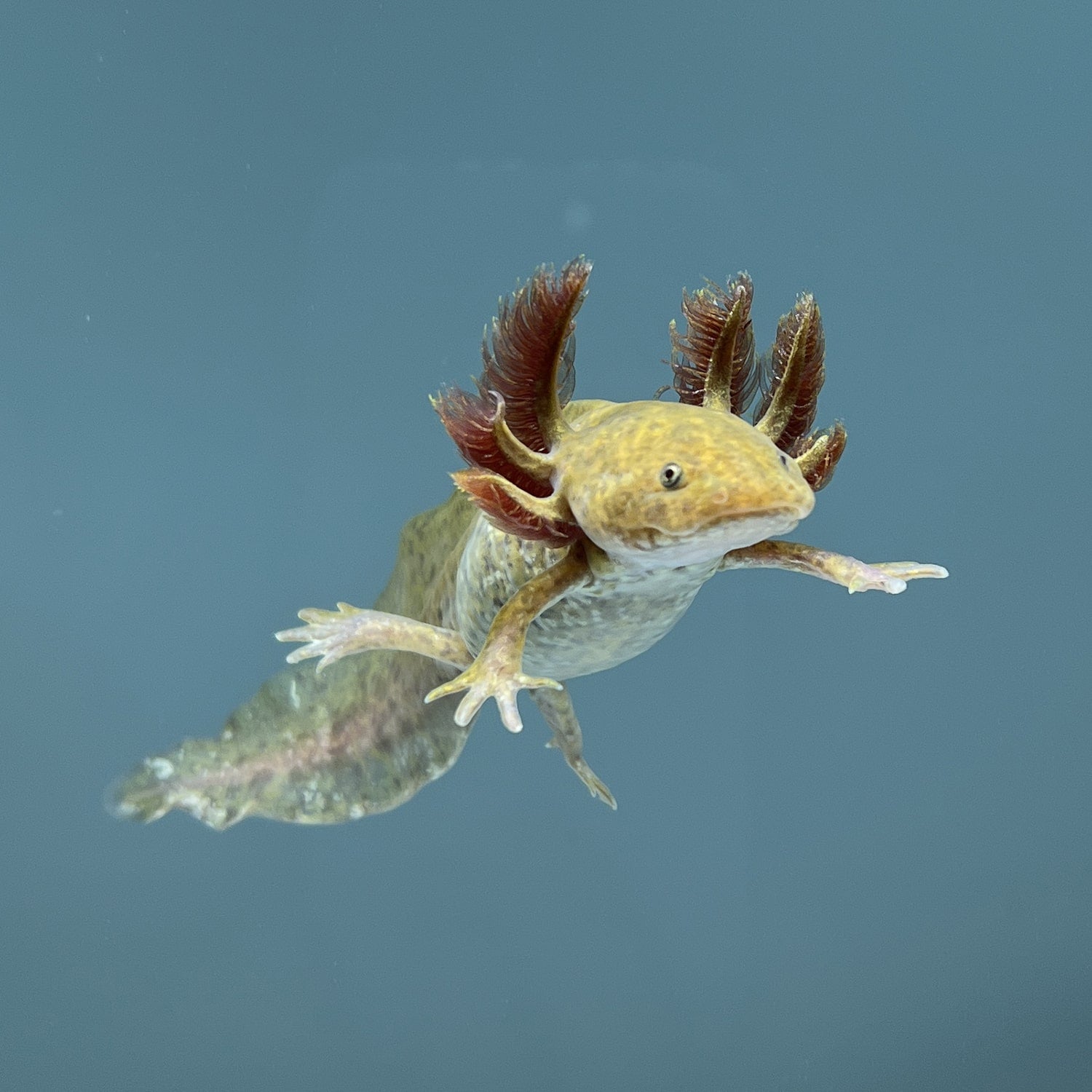 Copper Axolotl from Axolotl Planet