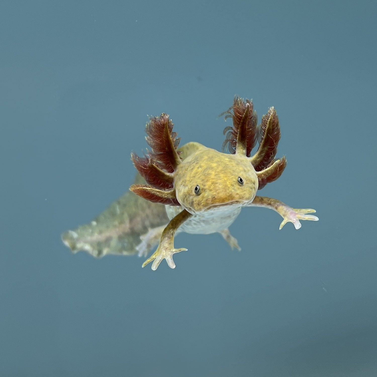 Copper Axolotl from Axolotl Planet