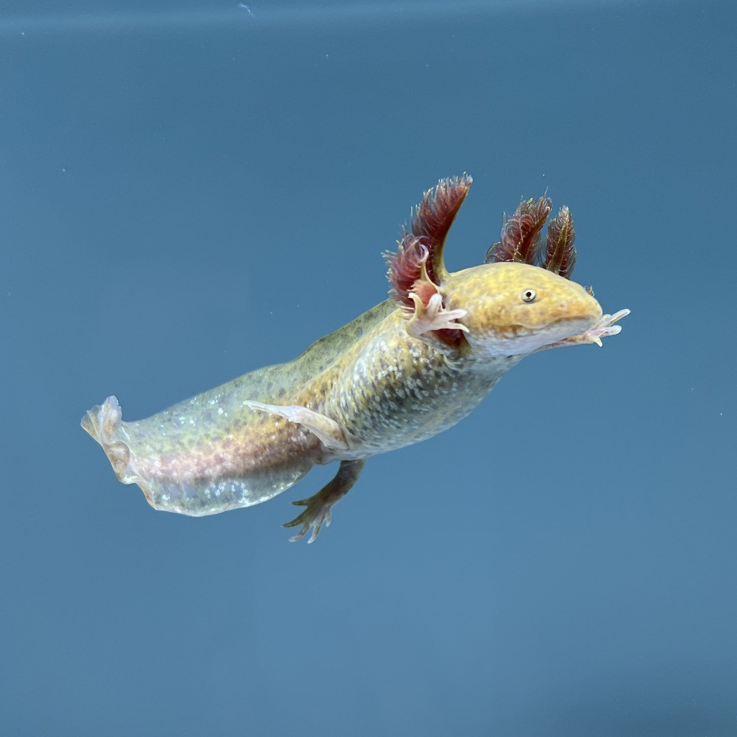 Copper Axolotl from Axolotl Planet