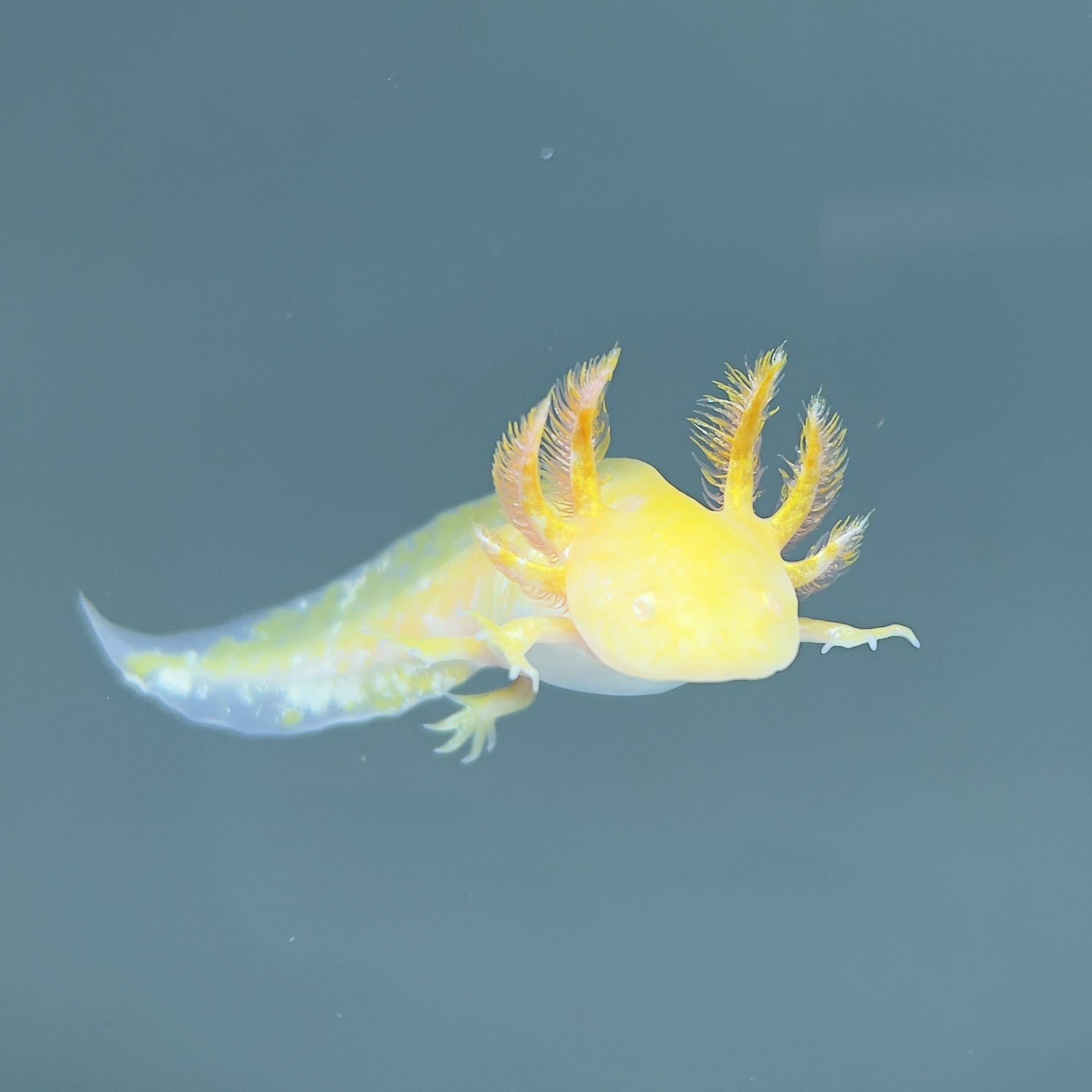 Golden Albino from Axolotl Planet