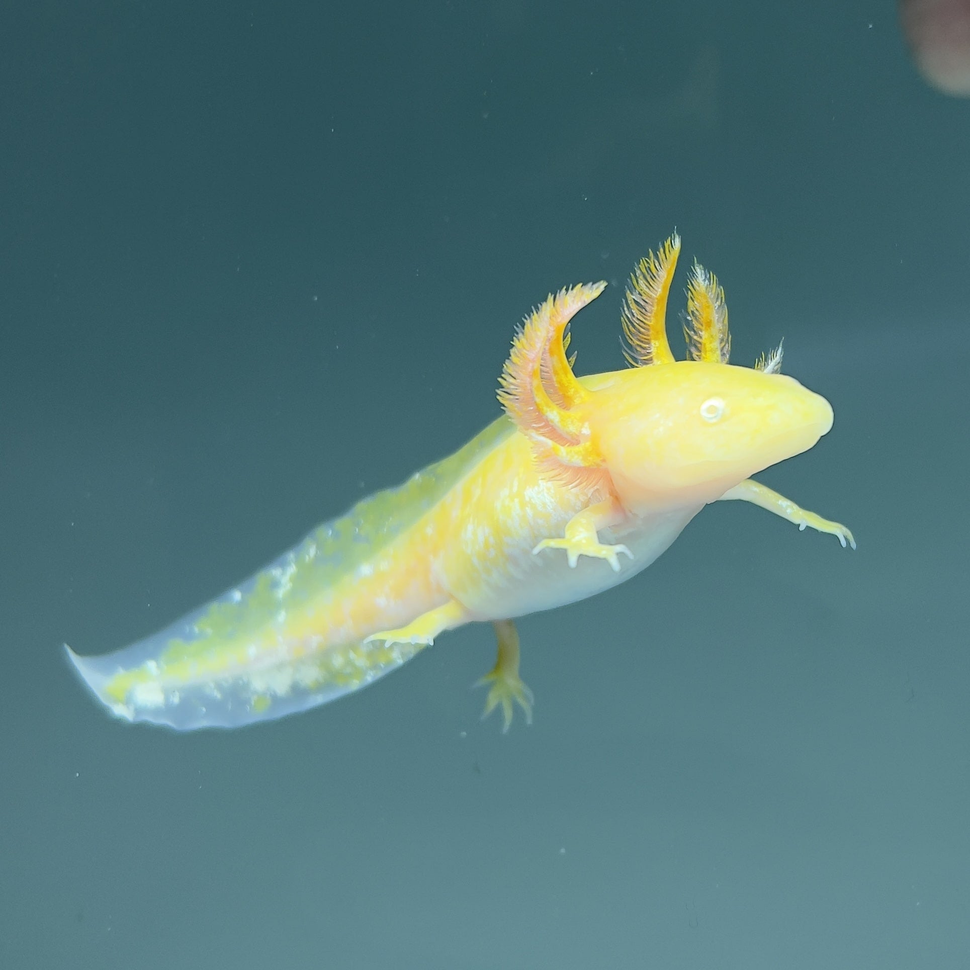 Golden Albino from Axolotl Planet