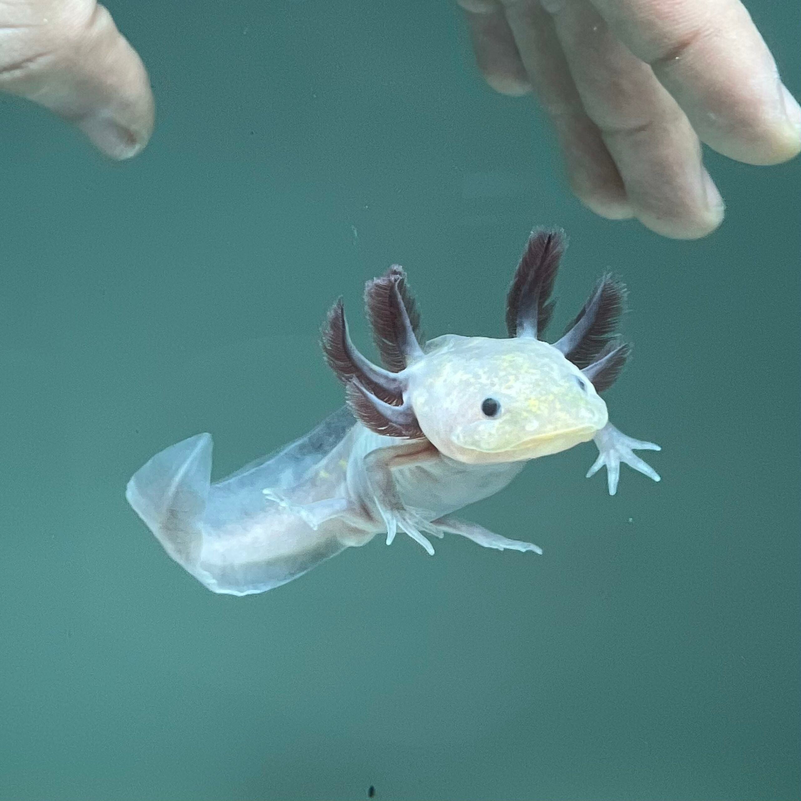 Hypomelanistic Melanoid from Axolotl Planet