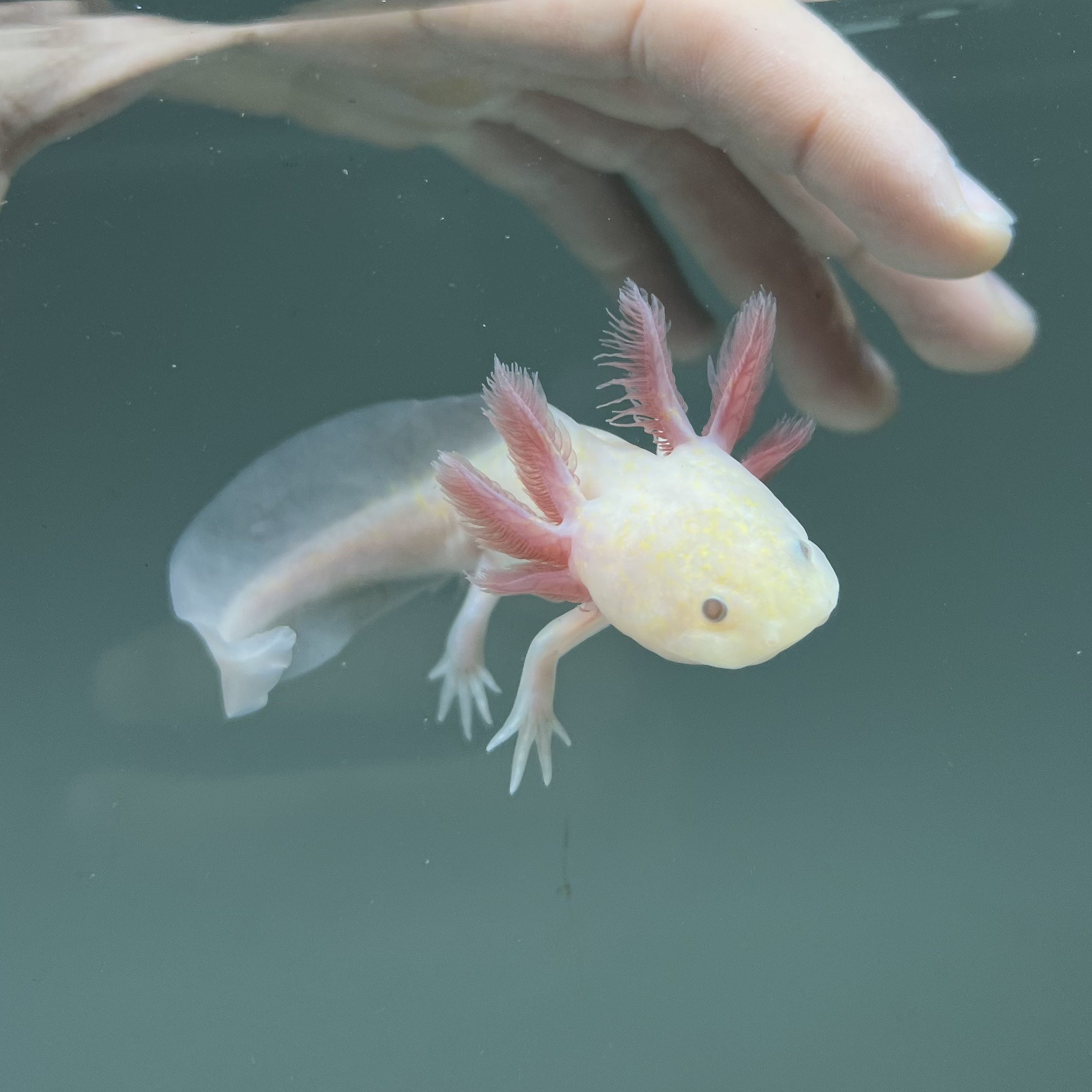 Light Hypomelanistic Melanoid from Axolotl Planet