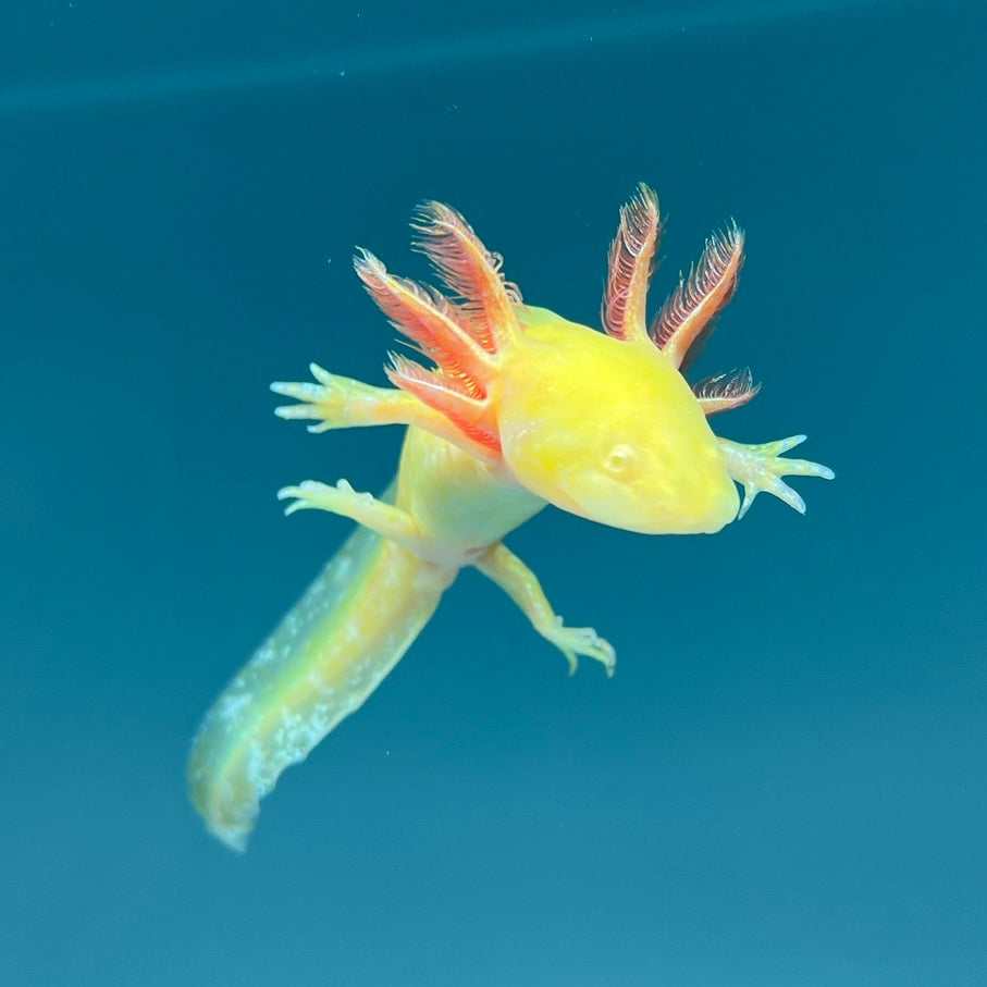Tiny Baby Mexican Walking Fish GFP Golden Albino Axolotl Axolotls