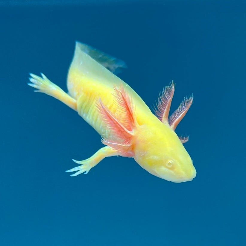 GFP Golden Albino Axolotl