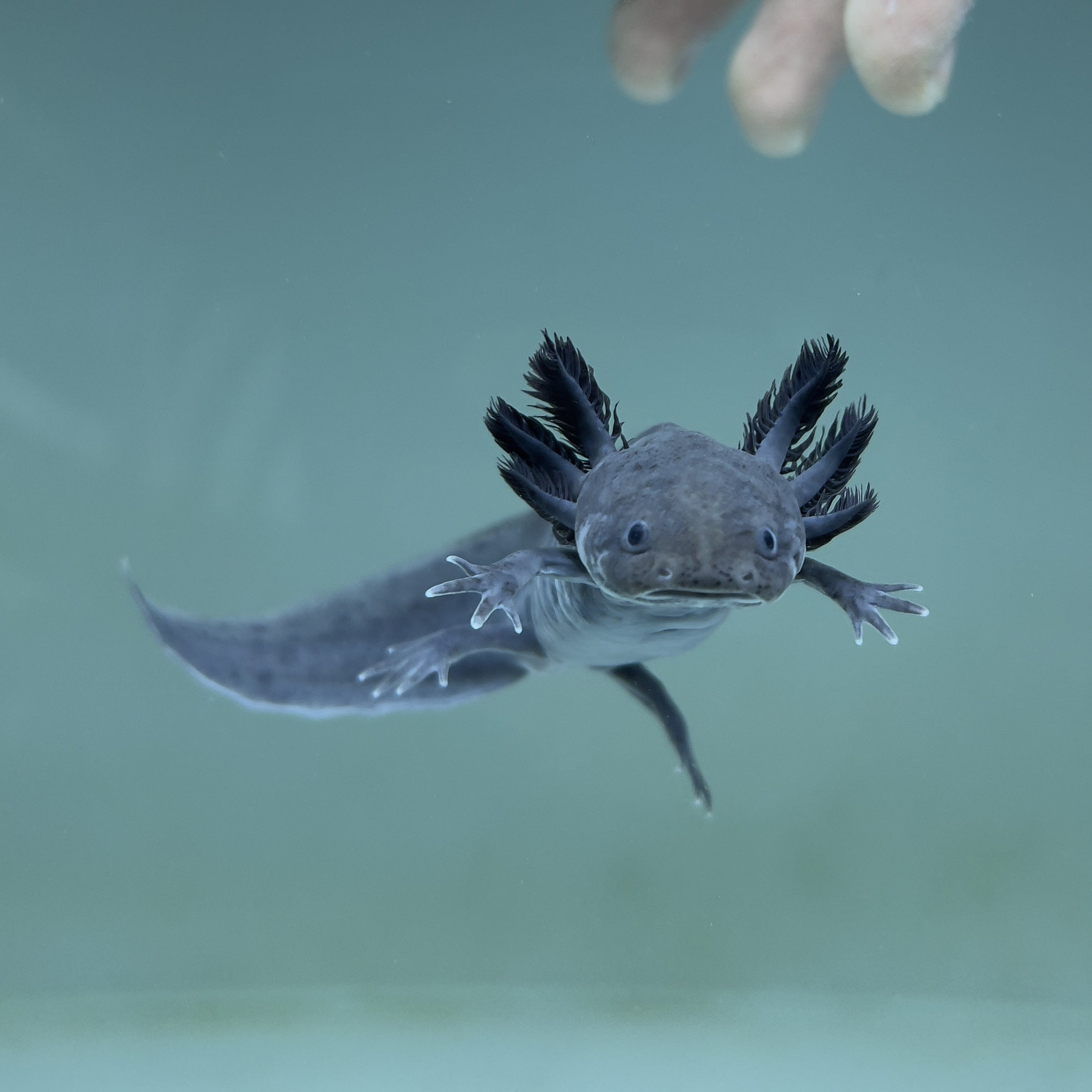Melanoid Axolotl from Axolotl Planet