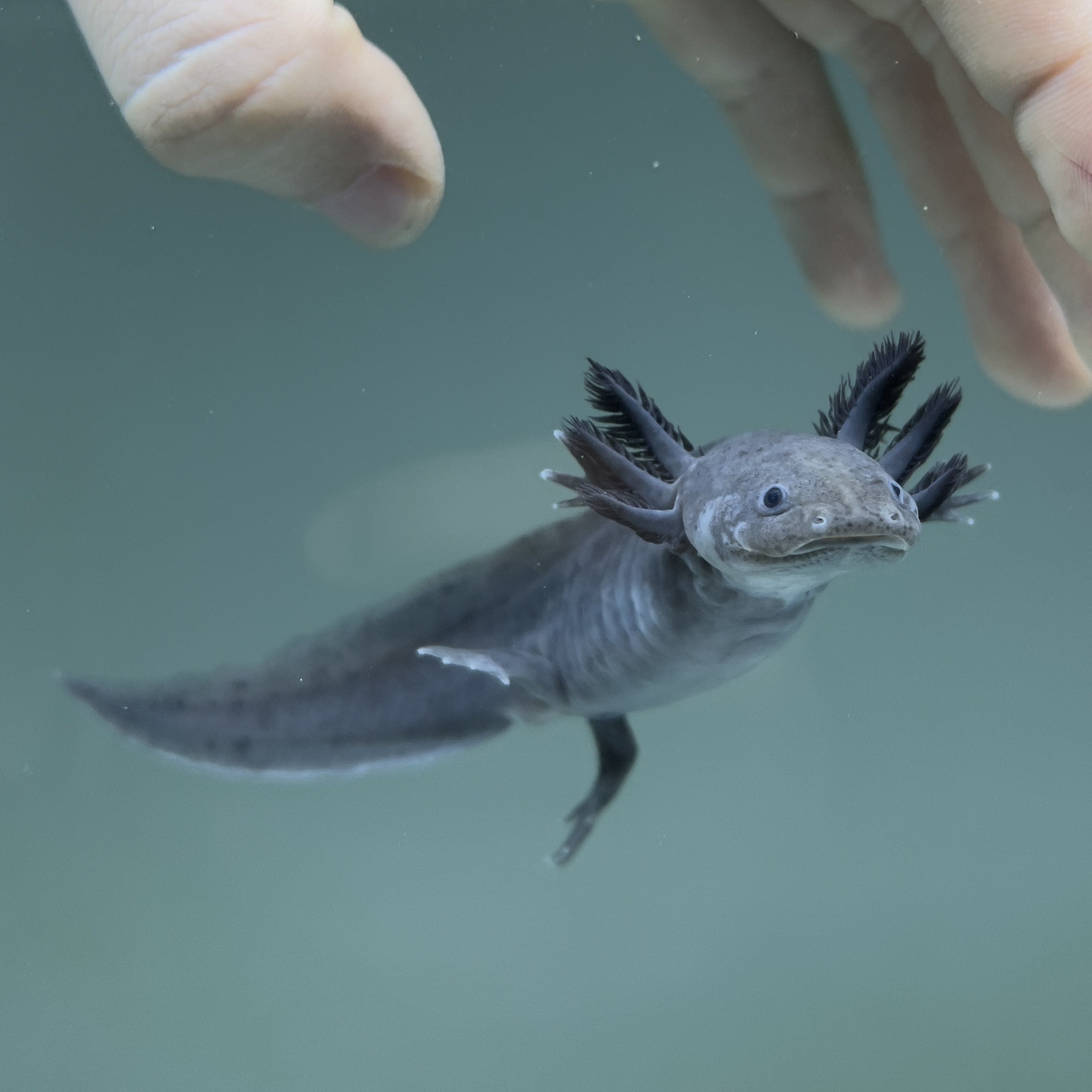 Melanoid Axolotl from Axolotl Planet