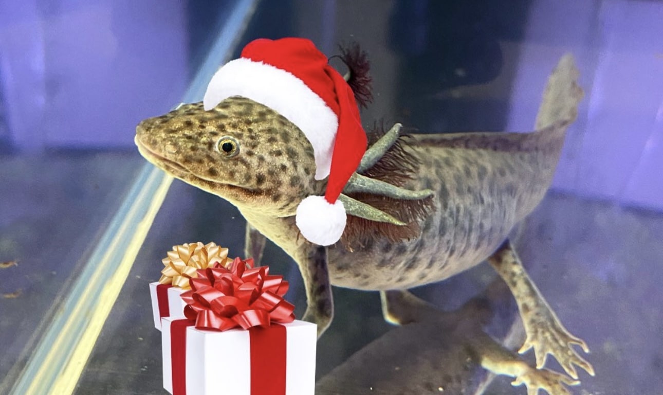 Christmas Axolotl