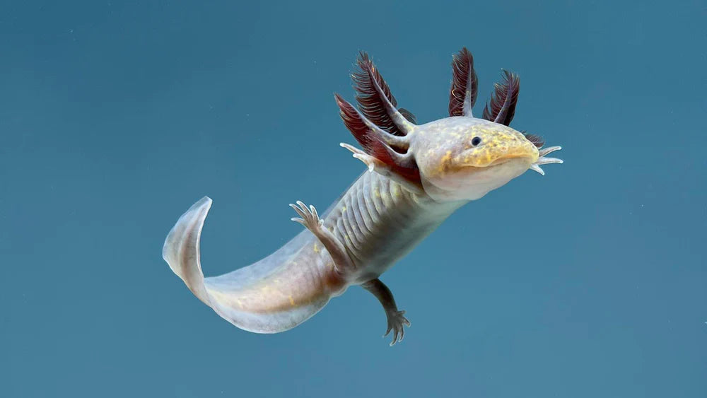 Axolotl vs. Other Aquatic Pets: A Comparative Guide