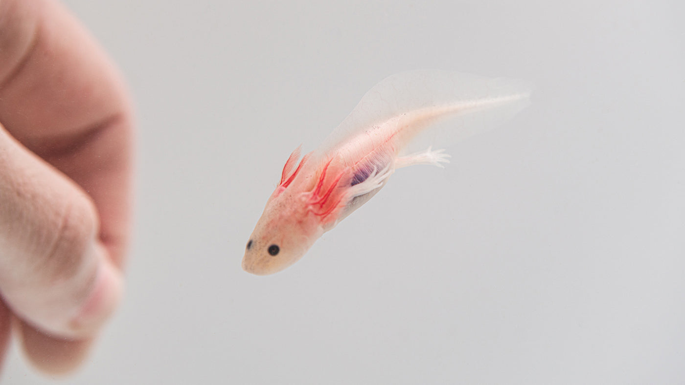 Can You Keep Axolotls Together? Blog Axolotl