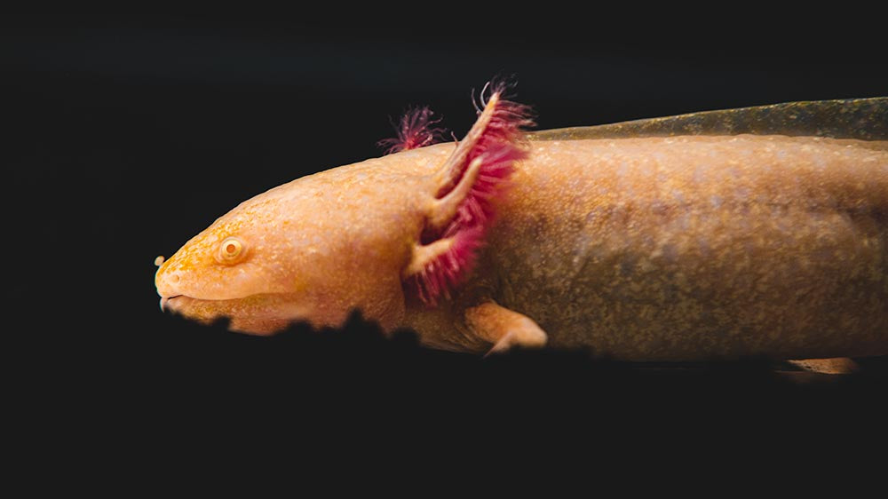 The Axolotl's Gift to Science: Unlocking the Secrets of Regeneration