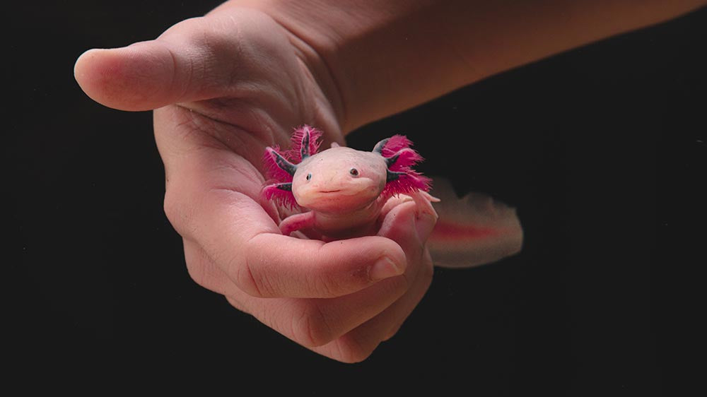 Axolotls As Pets: The Ultimate Guide to Buying and Caring for Your Axolotl
