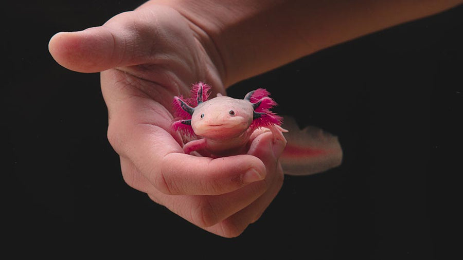 Axolotls As Pets The Ultimate Guide to Buying and Caring for Your Axo