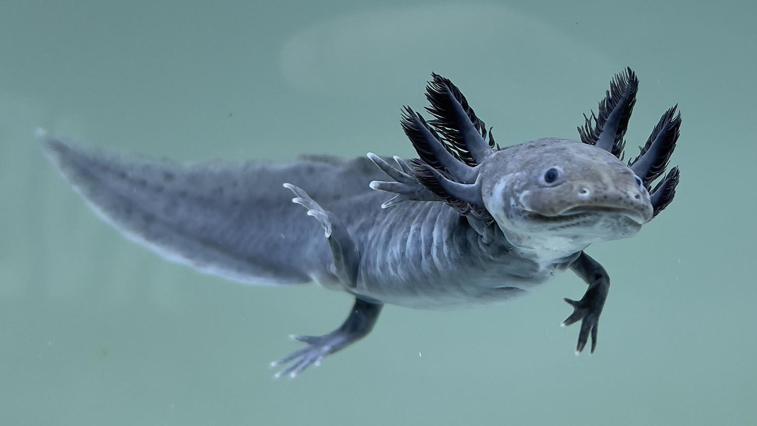 What are GFP Axolotls?