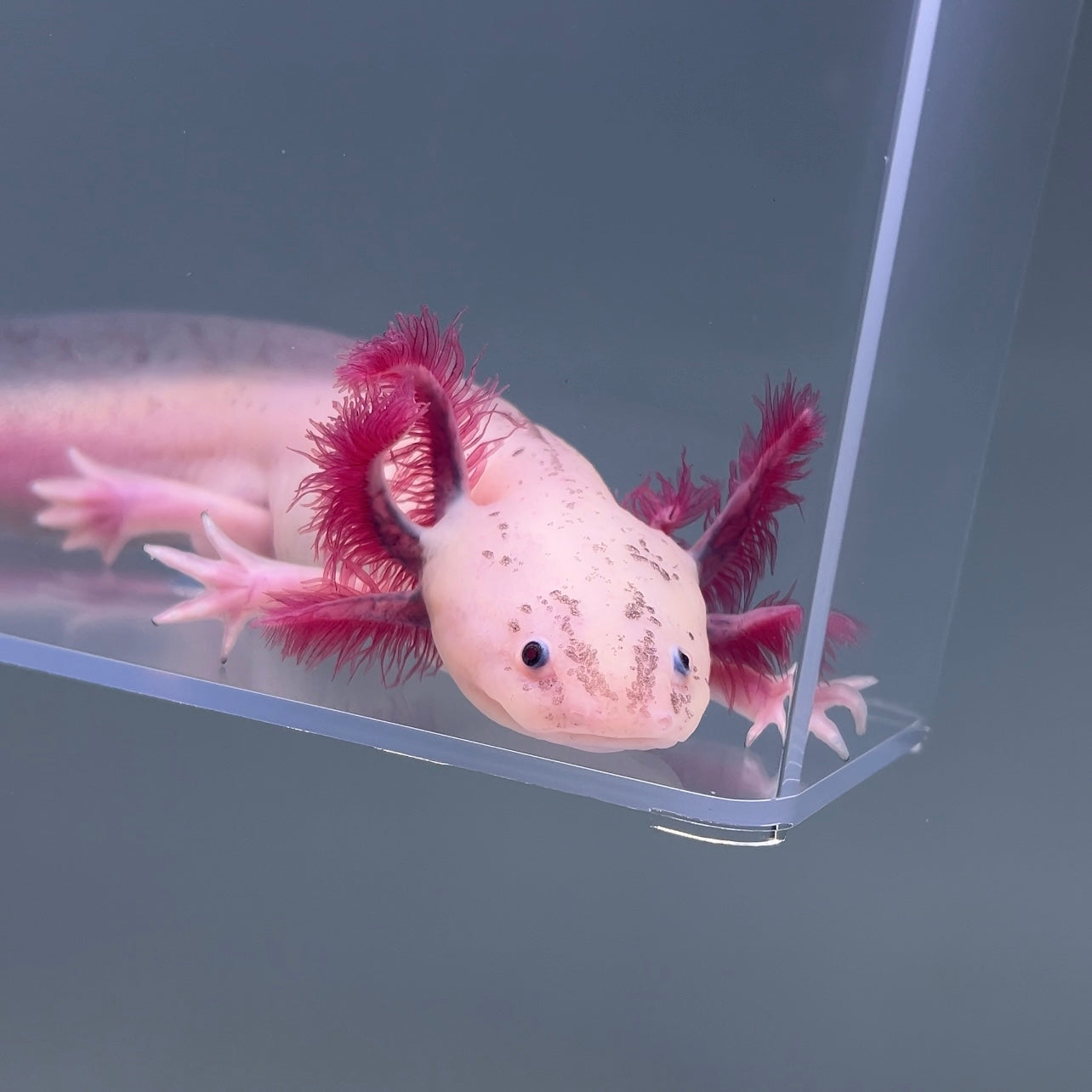 Axolotl Health and Disease Prevention: A Comprehensive Guide