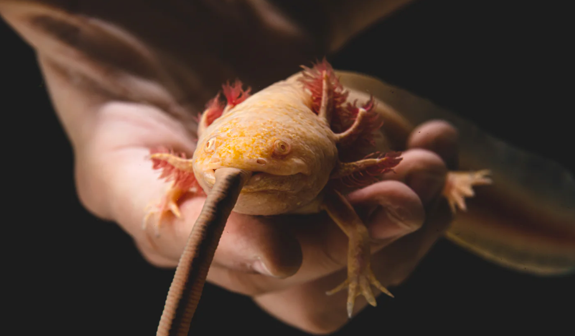 Bringing Your Axolotl Home: Acclimation, Cycling, and Feeding