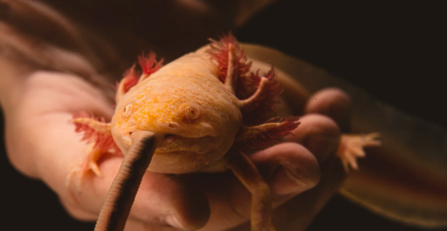 Do Axolotls Have Teeth? A Complete Guide to Their Unique Dental Structure