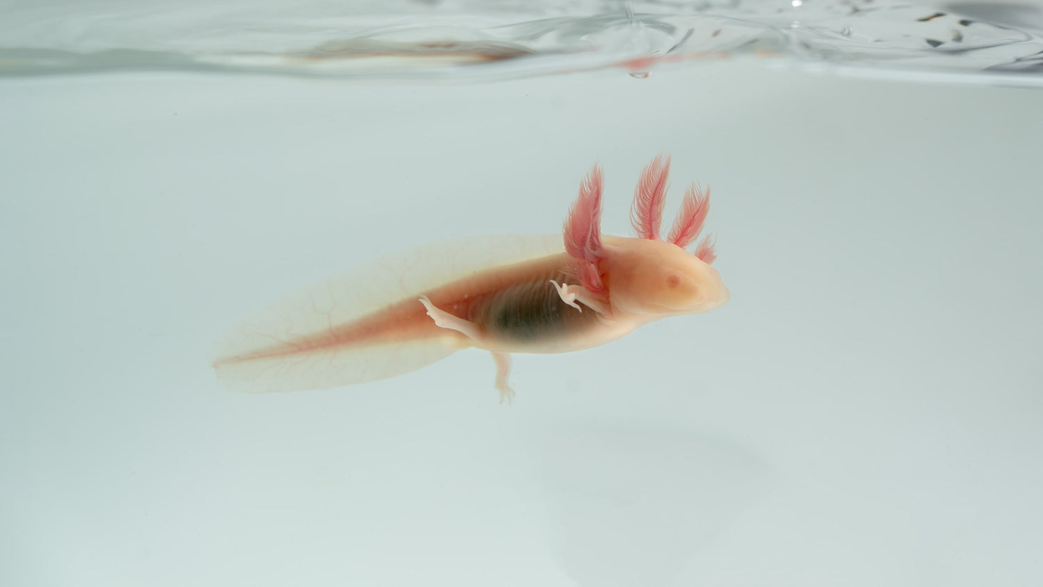 An Introduction to Axolotl Genetics