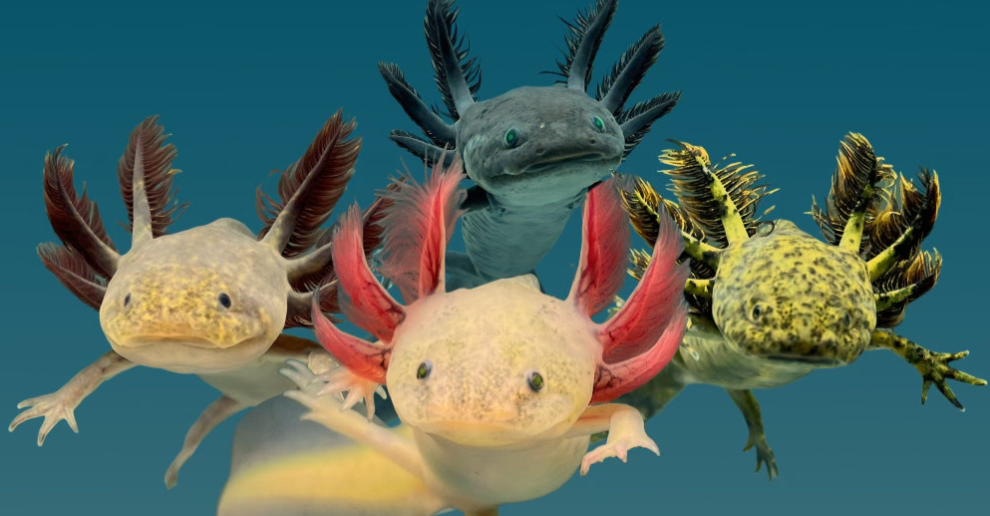 Axolotl Care: Do’s and Don’ts – Avoid THESE Mistakes with Your Axolotls!