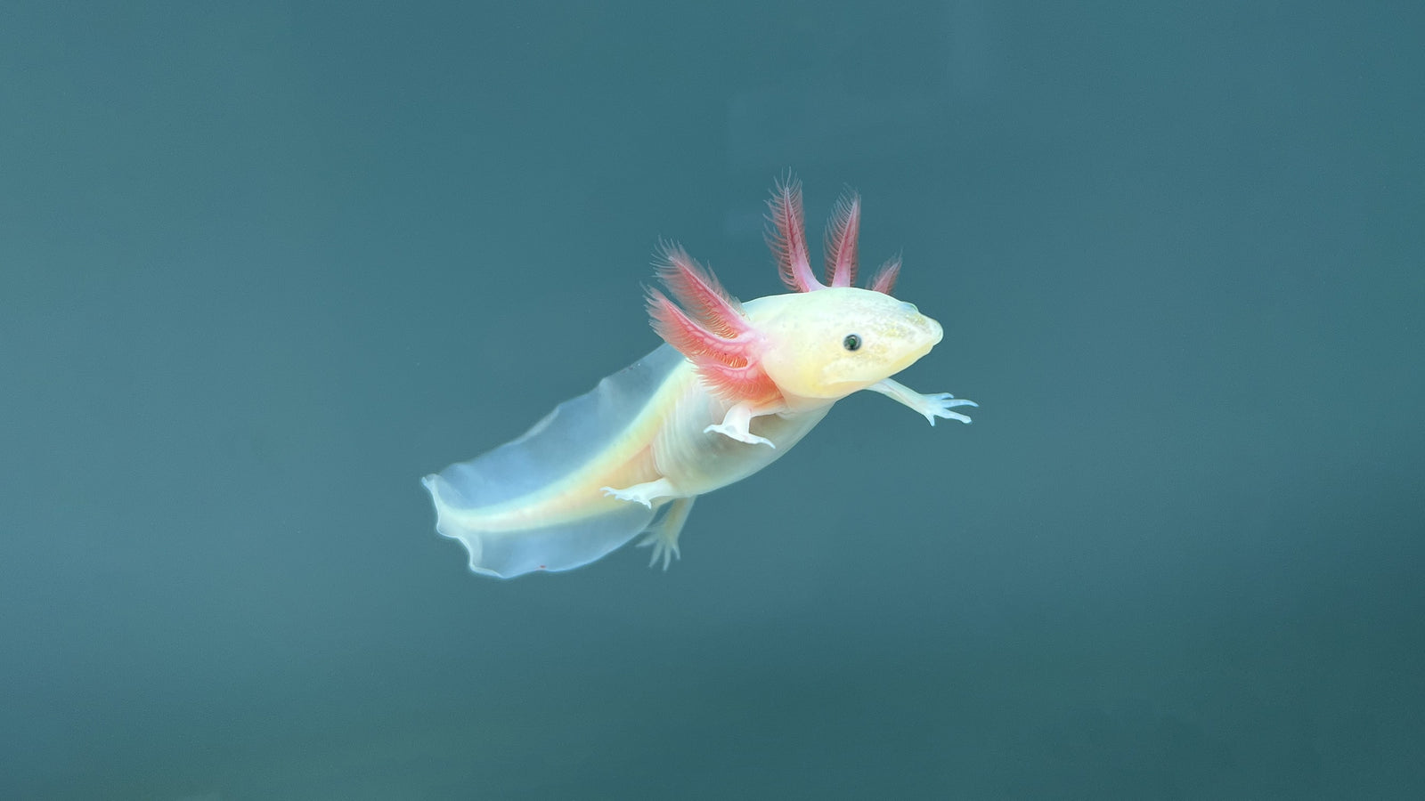How to Tub an Axolotl Blog Axolotl