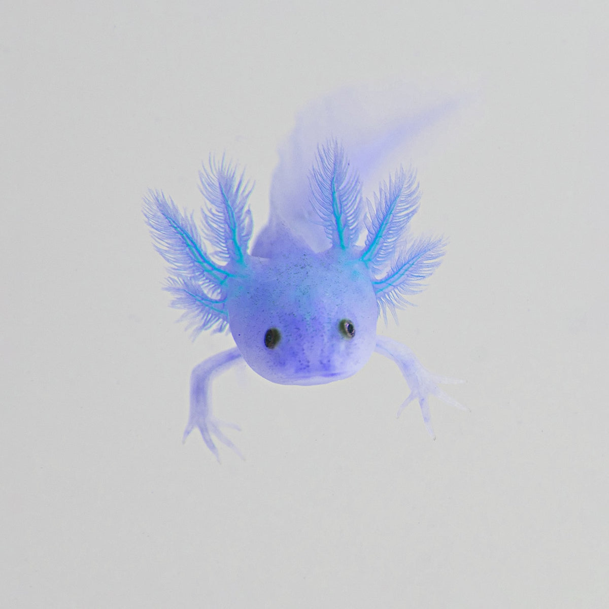 Jardins Bleus - L'axolotl
