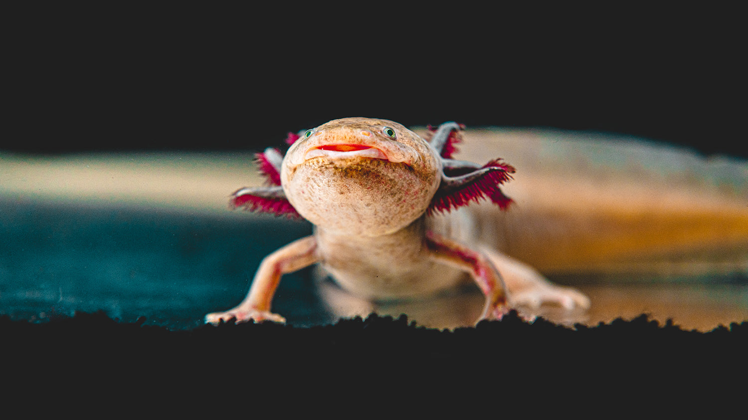 The Secret Behind Axolotls' Ability to Traverse Land