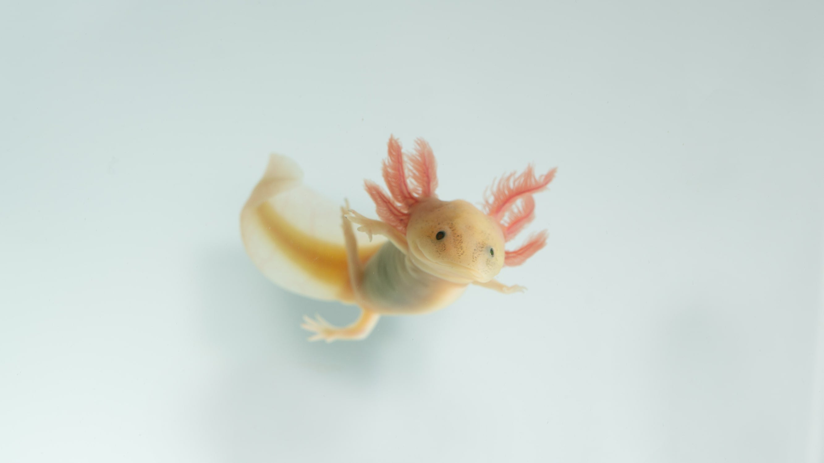 The Best Axolotl Care Guide in the World