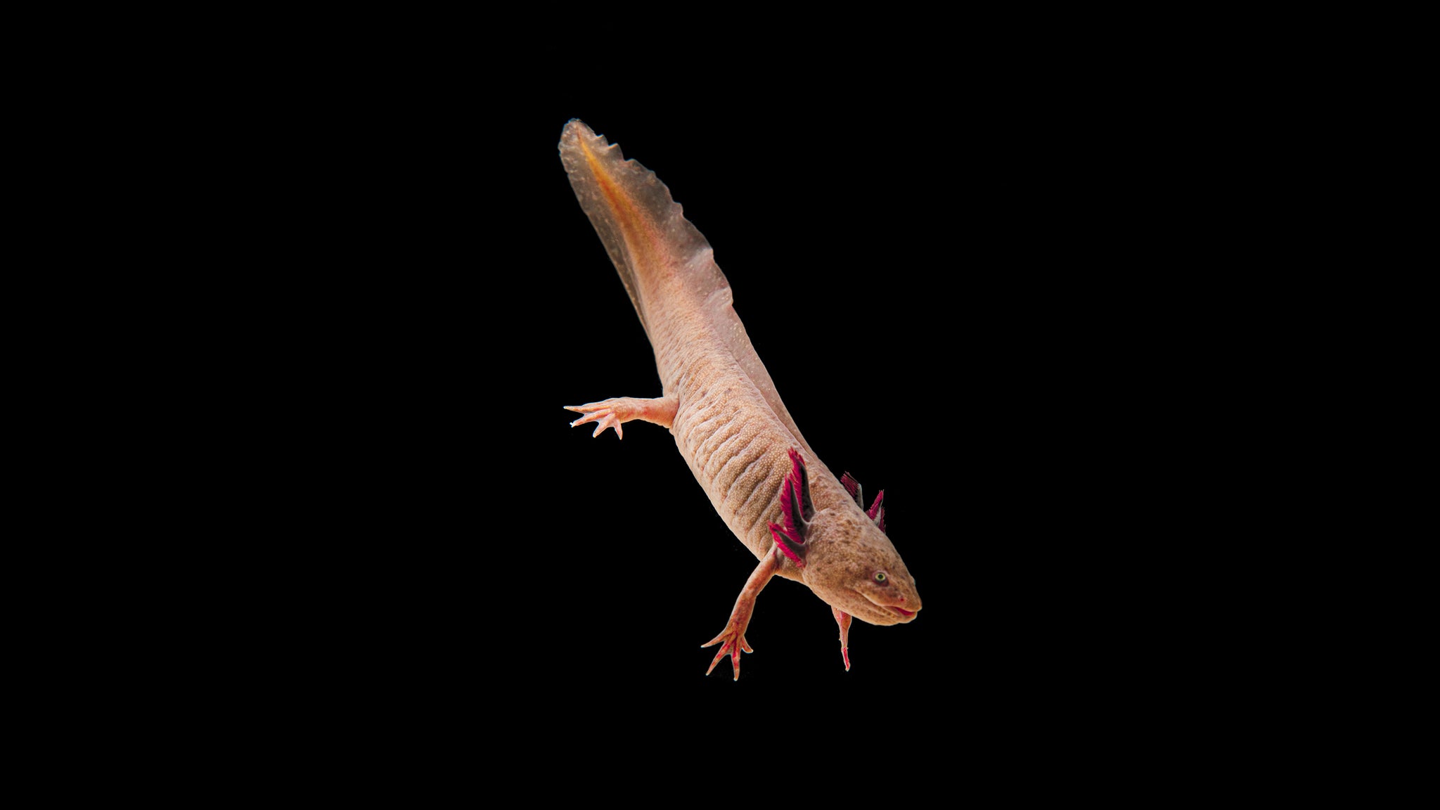 How Many Axolotl Colors Are There? | Blog | Axolotl Planet