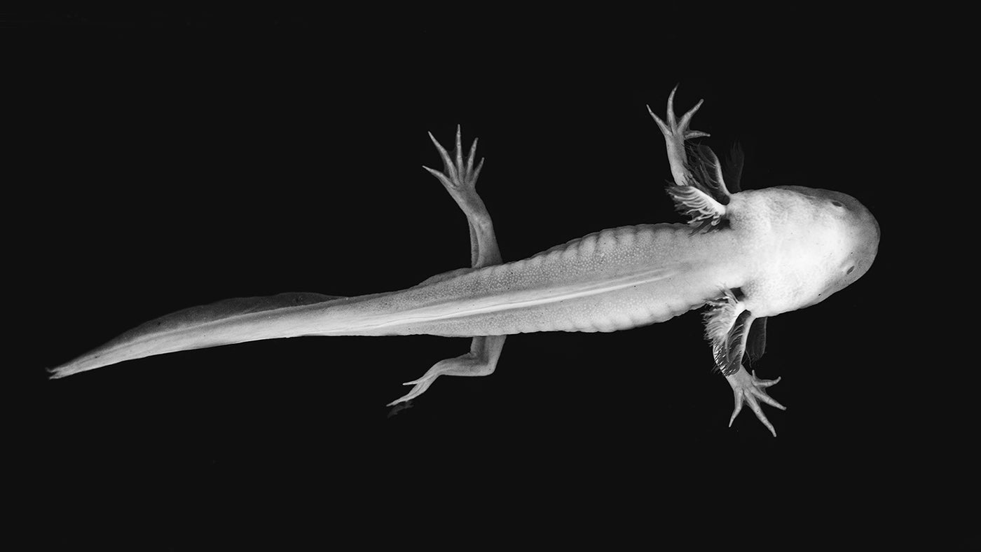 The 1 Guide to Axolotl Sickness and Health Blog Axolotl