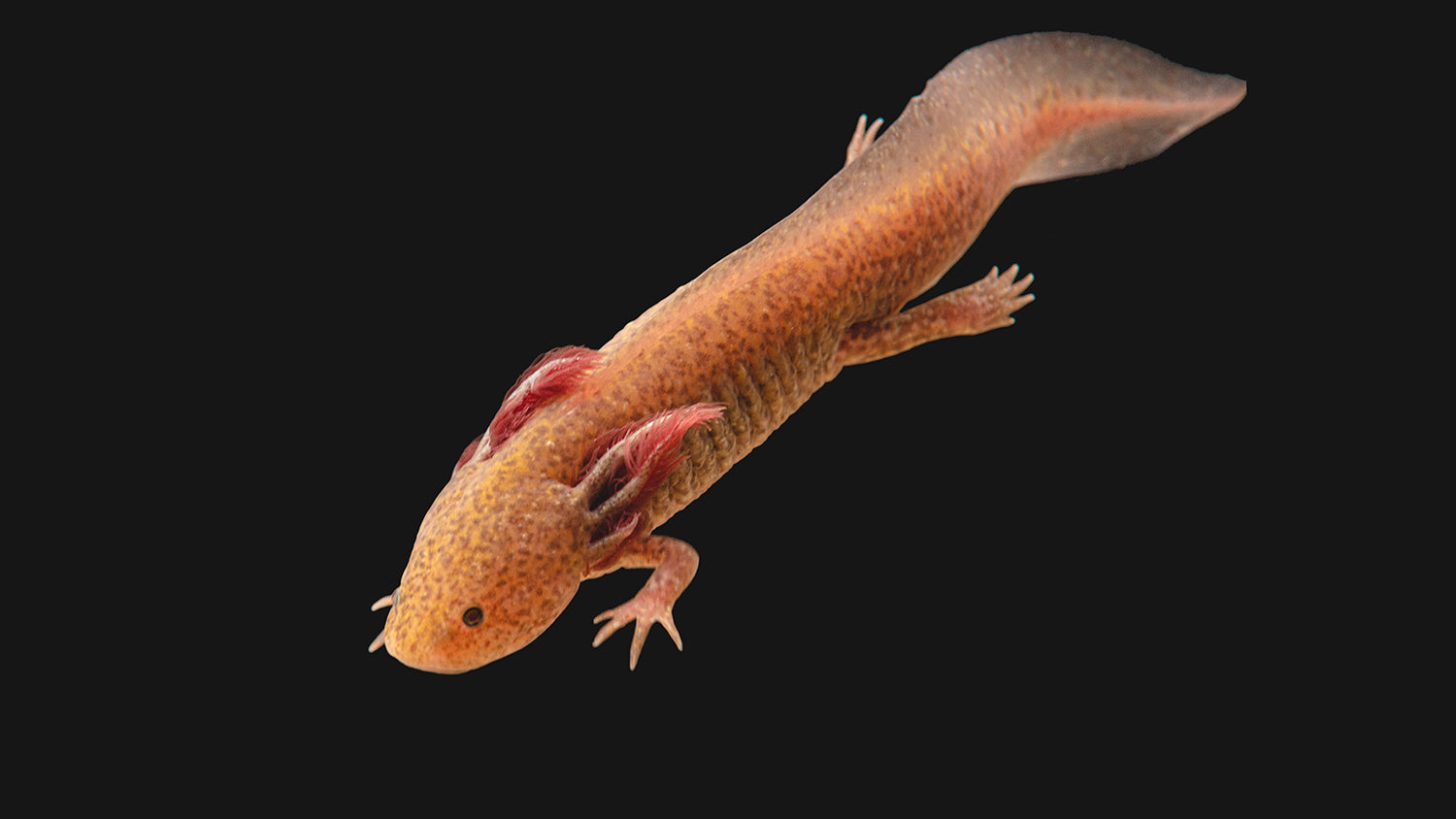 All About Axolotls | Everything You Need To Know | Axolotl Planet Blog