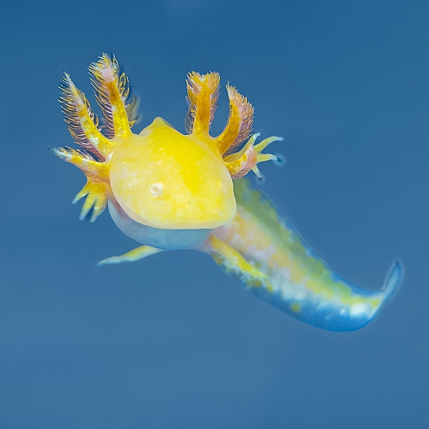 Golden Albino Axolotl