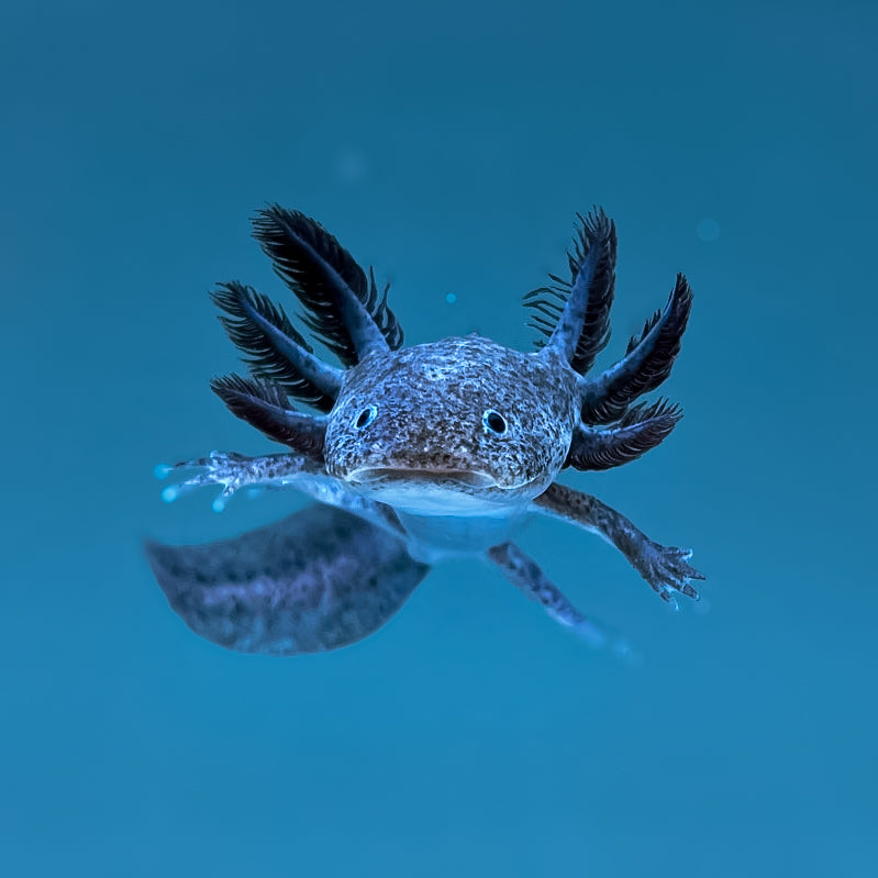 Axanthic Axolotl