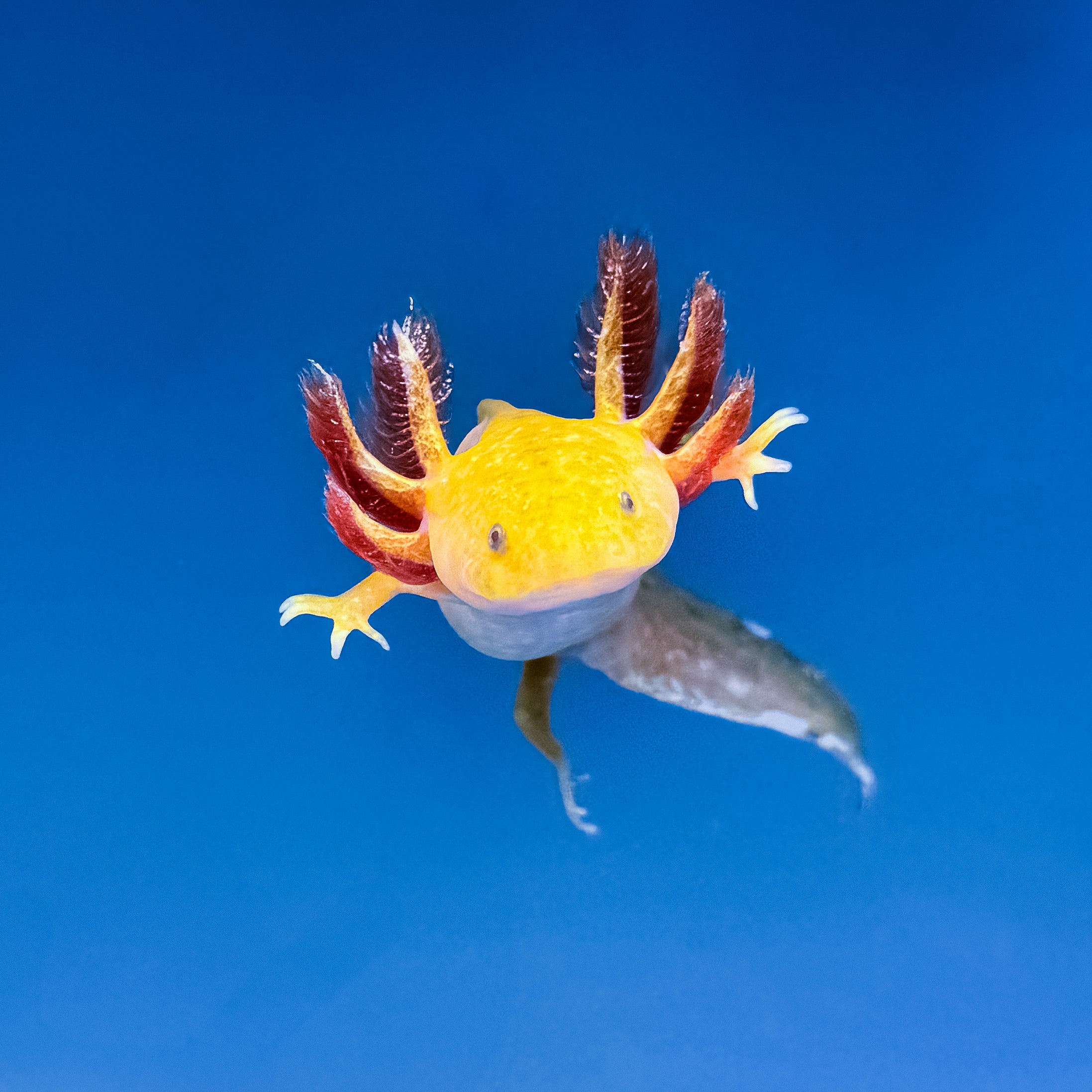 Hypomelanistic Axolotl