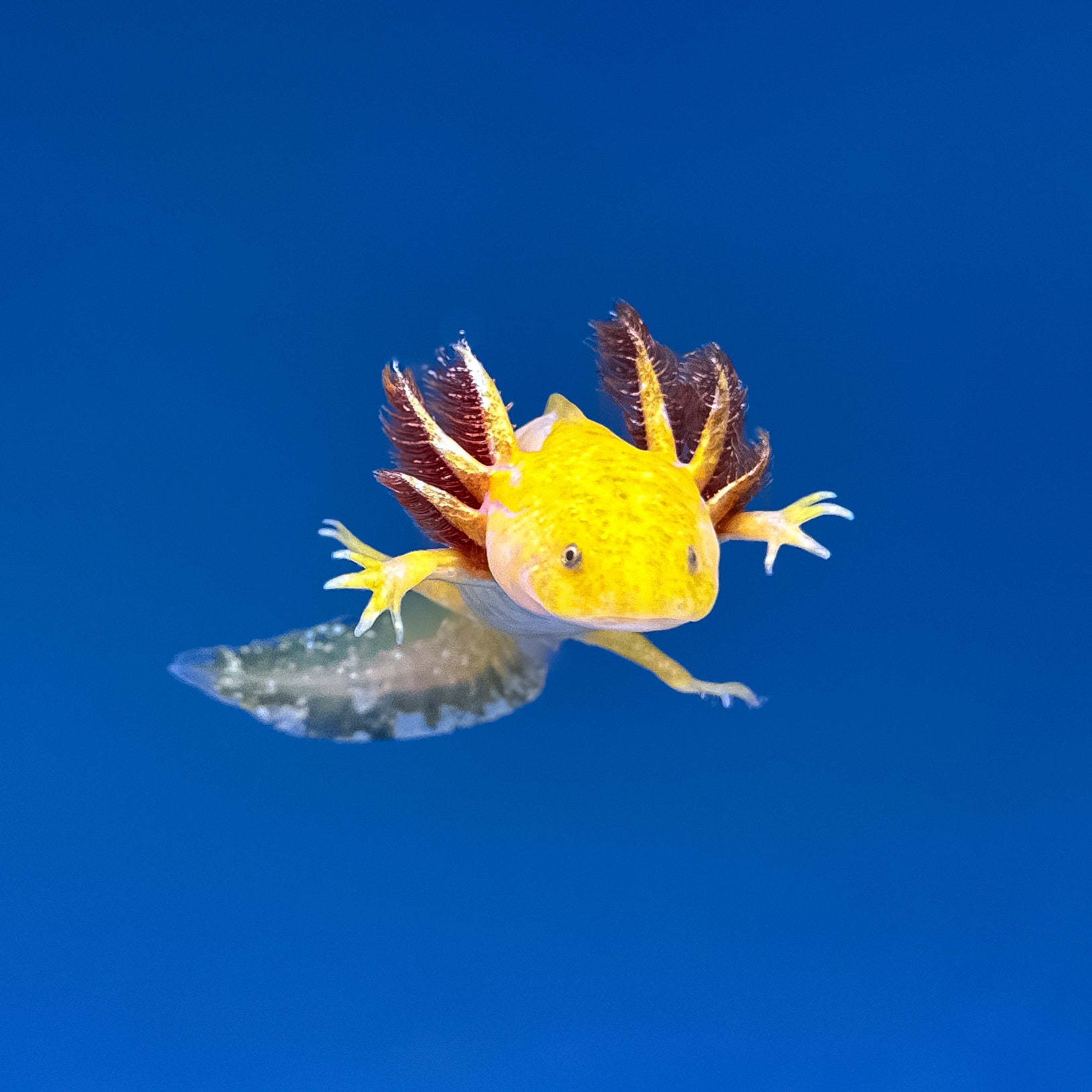 Hypomelanistic Axolotl