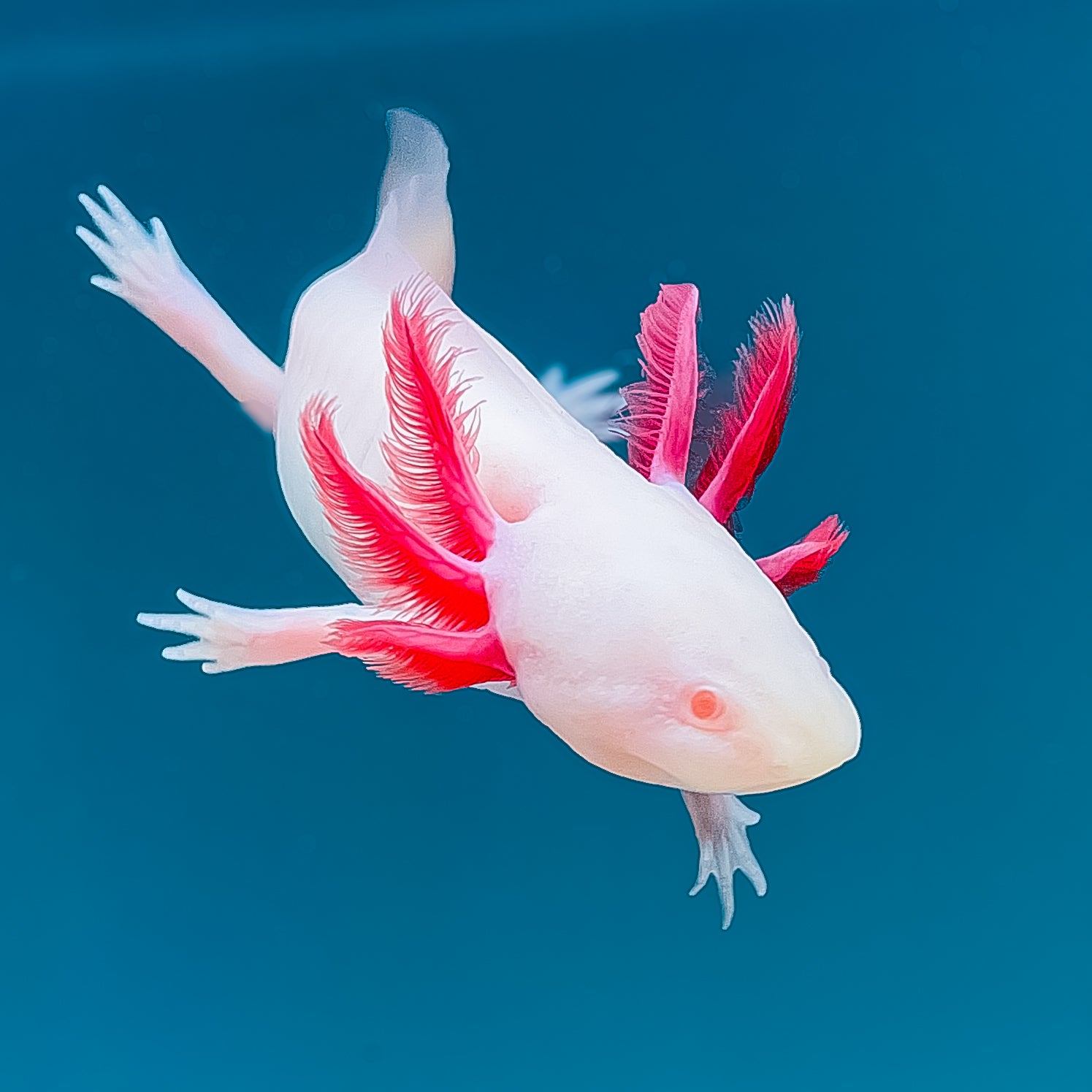 Albino Axolotl