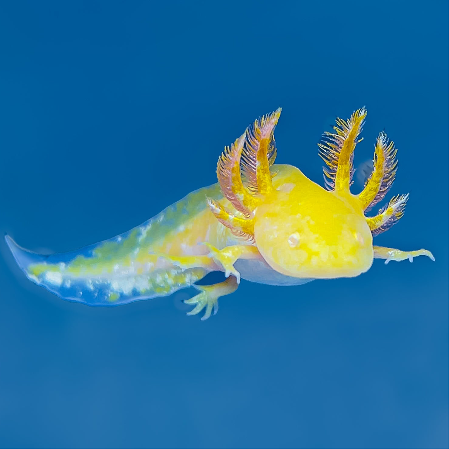 Golden Albino Axolotl