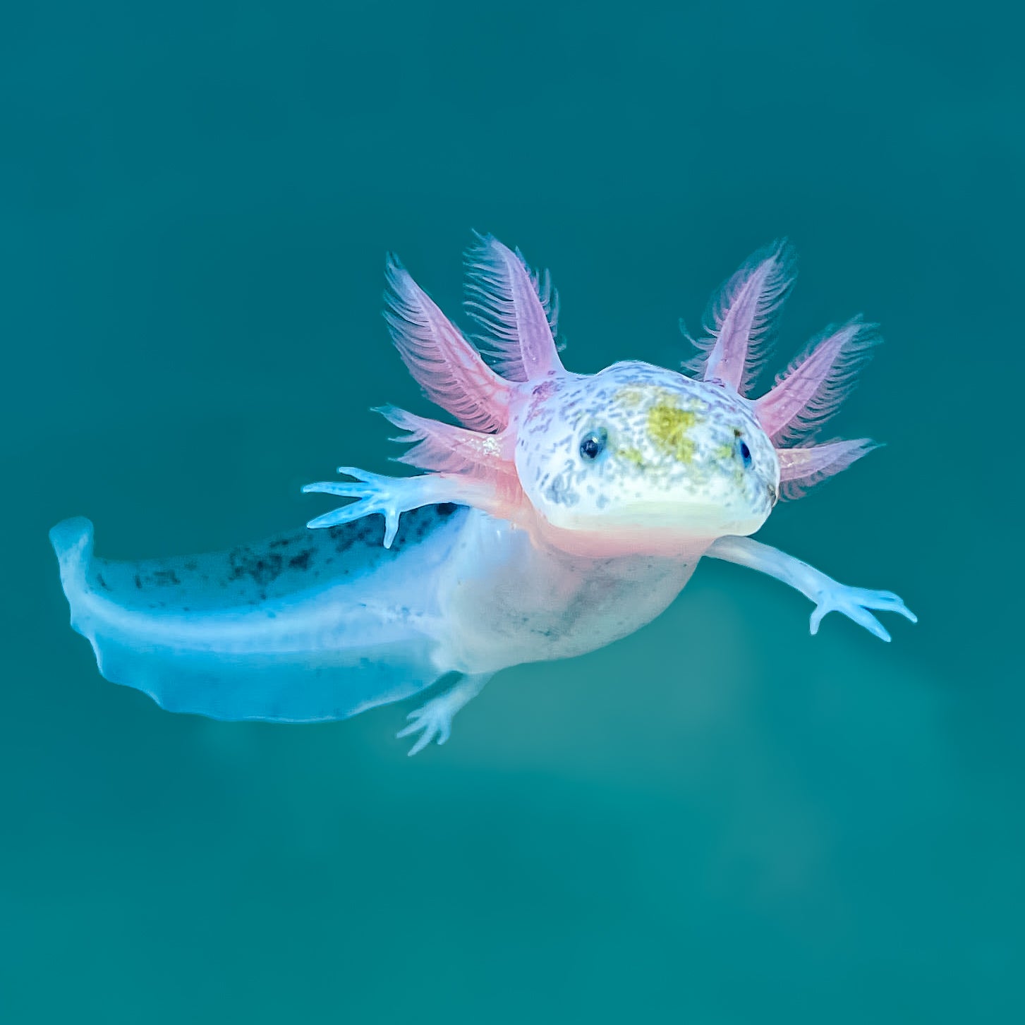 Dirty Leucistic Axolotl