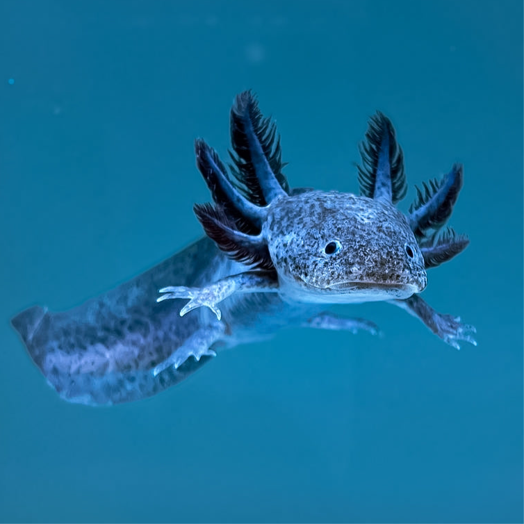 Axanthic Axolotl