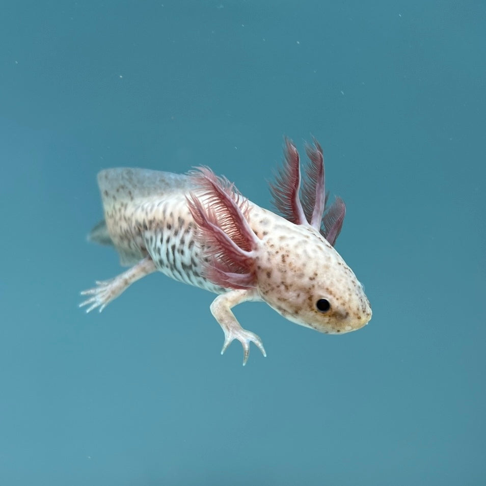 Axanthic Copper Axolotl